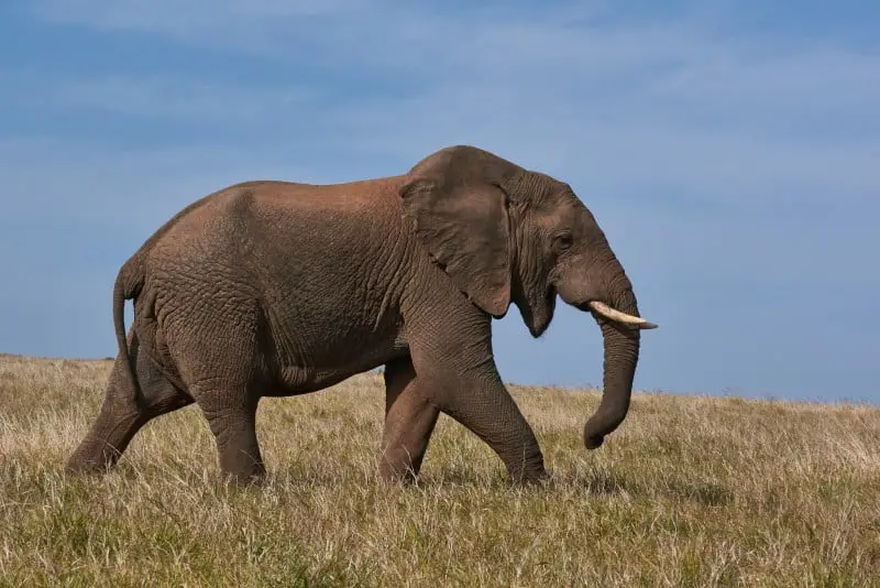 Elephant in the Wild